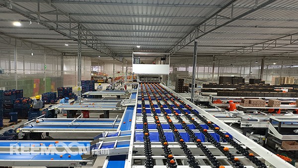 秋意漸濃, 橘香四溢。秘魯最大的冷庫制造商Friopacking投資新建的加工廠里熱鬧不凡，綠萌Fruscan S7柑橘分選設(shè)備正火力全開。據(jù)悉，F(xiàn)riopacking投資的公司Packing del Carmen主要加工柑橘和牛油果。與綠萌的結(jié)緣也是得益于南非與智利客戶的大力推薦。在經(jīng)過與多家分選設(shè)備生產(chǎn)商比對以及與綠萌工程師溝通后，Packing del Ca