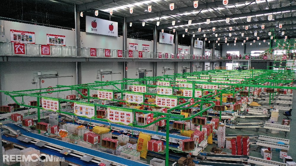 6月11日，走進(jìn)洛川縣蘋果現(xiàn)代產(chǎn)業(yè)園區(qū)，在延安自然搭檔農(nóng)業(yè)發(fā)展有限公司智能分選車間，機(jī)械轟鳴，人頭攢動(dòng)，幾十名工人有條不紊地在分選線上忙碌著。一個(gè)個(gè)色澤紅潤、大小勻稱的蘋果，正通過圓形硅膠托盤運(yùn)上智能選果線，經(jīng)過檢測(cè)通道依次歸位，按照重量、甜度等被分成數(shù)個(gè)等級(jí)。工人們麻利地把分級(jí)后蘋果擺放至果箱內(nèi)，進(jìn)行