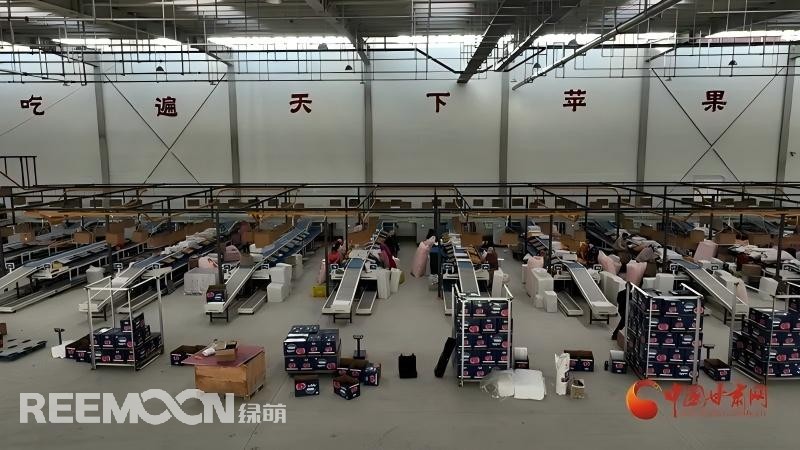 “這個綠萌‘呵福式’智能四通道一體自動化分揀包裝生產(chǎn)線剛安裝上就投入使用，高效便捷。幫我們完成對尼泊爾出口的300噸蘋果分揀包裝。”靜寧蘋果產(chǎn)地冷鏈物流園運營團隊負責(zé)人孫杰錕在剛剛建成投入使用的分選車間邊忙向記者解說?！澳壳熬头謷囬g創(chuàng)造就業(yè)崗位三百多個，其中包裝工約300人、檢果工50人、裝卸工20人，為周